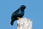 Samec lemčíka hedvábného (Ptilonorhynchus violaceus). Foto P. Šrámek