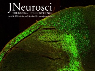 V prestižním časopise The Journal of Neuroscience vyšel nový spoluautorský článek, na kterém se podíleli také neurovědci z ÚEM AV ČR