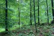 Smíšené lesní porosty, kde se těží postupně a nikoli holosečí, mají výbornou regenerační schopnost (Kočevje, Slovinsko).