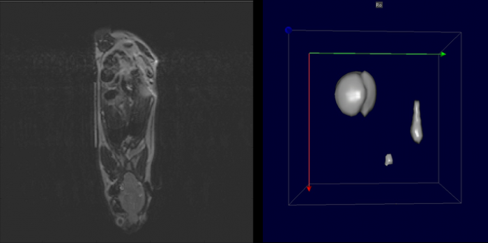 Reconstruction and registration of images acquired by multimodal preclinical imaging methods