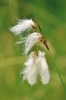 Suchopýr úzkolistý (Eriophorum angustifolium) patří k méně rozšířeným druhům. V minulosti byl pravděpodobně na podmáčených loukách zcela běžný. Foto J. Malíček