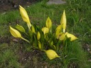 Také toulcovka americká (Lysichiton americanus) se občas  pěstuje ve větších parcích. Foto P. Sekerka