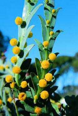 Kapinice Acacia glaucoptera roste v Západní Austrálii v zóně blahovičníků wandoo a jižních křovin mallee a vřesovišť. Funkci listu přejímají tzv. fylodia (do plochy rozšířené řapíky a listová vřetena) napodobující list, na kterých vyrůstají květenství a plodenství. Foto A. Kůrka  / © Photo A. Kůrka