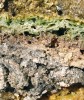 Stratifikovaný biofilm (tzv. microbial mats) z mělké části (hloubka asi 30 cm) slané laguny Doubloon, severní pobřeží Belize. Základ – zelenou vrstvu – tvoří vláknité sinice (zejména rody Lyngbya a Leptolyngbya; řada druhů je endemická), hlubší červené či fialové vrstvy  fototrofní bakterie (nejčastěji purpurové sirné). Výška biofilmu byla zhruba 5 cm.  Stratifikované biofilmy fixují dusík a podílejí se na tvorbě slínovcových  sedimentů (jílovitý vápenec, šedá vrstva) charakteristických pro tuto oblast  poloostrova Yucatan.  Foto E. Rejmánková a D. Sirová