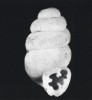 Opravdový skvost, který v inter­glaciálech pronikl až do našich zemí,  je drobná Gastrocopta theeli. Dnes bychom ji museli hledat až v Zakavkazí.  Rozměry 1,7 × 0,9 mm. Foto J. Brabec