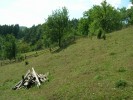 Ovčí pastvina na záhumenku.  V době vrcholného léta jsou již pastviny spasené na holou půdu a dobytek se  stěhuje na výše položené lesní louky. Pokryvnost mateřídoušky místy  dosahuje i 80 %. Foto L. Spitzer