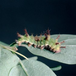 Housenka posledního, 4. instaru je u bělopáska jednořadého (Limenitis reducta) nejpestřejší. Foto R. Hrabák / © R. Hrabák