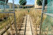 Olomoučtí vědci pěstují i divokou dipoidní pšenici Triticum monococcum var. boeticum z Libanonu, která je odolná vůči houbovým chorobám a suchu. Její semena jsou sice malá, obsahují ale mnoho bílkovin. Tato pšenice je vysoká, poléhavá a má rozpadavý klas.