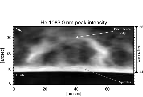 Intenzitní mapa sluneční protuberance pořízená ve spektrální čáře neutrálního helia s vlnovou délkou 1083 nm 20. května 2011. Spodní tmavá část odpovídá okraji slunečního disku (limbu), na nímž je patrný „les“ spikulí. Vpravo je na ose vynesena odpovídající geometrická výška. Bílá šipka vlevo nahoře označuje směr na sever. © D. Orozco Suárez