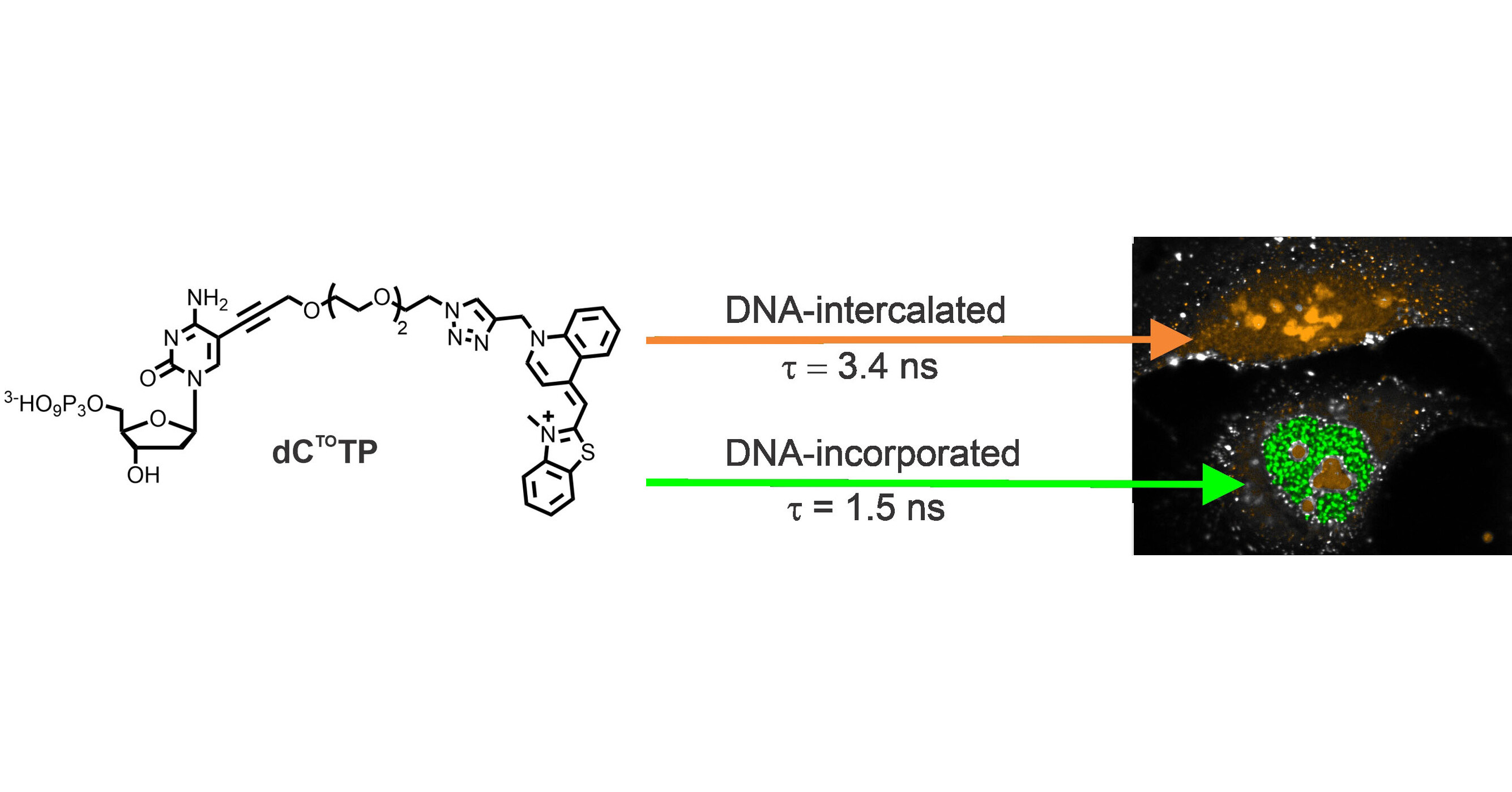 Novel fluorescent probe for real-time imaging of nascent DNA in live cells