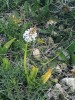 Maltská národní orchidej – endemický rudohlávek maltský (Anacamptis urvilleana) s výrazně světle růžovými až bílými květy. Foto J. Čeřovská