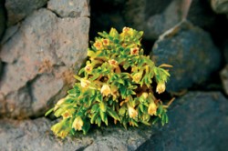 Kvetoucí Colobanthus quitensis  z čel. hvozdíkovitých (Caryophyllaceae). Šířka rostliny je asi 50 mm. Foto J. Gloser / © J. Gloser