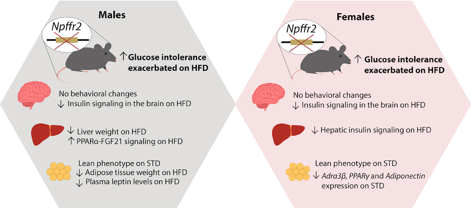 Metabolic impact of NPFFR2 deficiency in mice unveiled