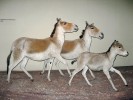 Skupina málo známých kiangů jižních (Equus kiang polyodon) ulovených E. Schäferem při jeho třetí tibetské expedici. Tento poddruh kianga je nejvzácnější a logicky nejohroženější. Museum für Naturkunde Berlin. Foto J. Robovský