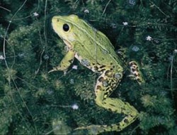 Skokan zelený (Rana kl. esculenta) s netypicky tmavě zbarvenou duhovkou oka z lokality poblíž řeky Lučina v Havířově. Foto P. Vlček