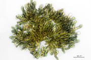 Mikroskopický snímek toxické sinice Aetokthonos, tvořící dolastatiny