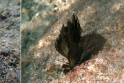 Volně žijící organismy obsahující dolastatiny. Zleva: mořský plž zej ušatý (zdroj: Wikimedia Commons), mořská sinice Symploca (zdroj: Wikimedia Commons), mikroskopický snímek sladkovodní sinice Aetokthonos 