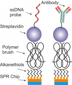 Immobilization on polymer brushes.