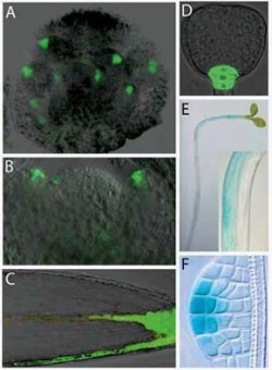 Příklady auxinových gradientů. Rozmístění auxinu v pletivech huseníčku rolního (Arabidopsis thaliana) je nepřímo monitorováno aktivitou syntetického promotoru DR5, který odpovídá na buněčnou hladinu auxinu: A) květní pupen  zvýšená aktivita DR5 ve špičkách vyvíjejících se primordií různých květních orgánů, B) vrcholový meristém prýtu  aktivita DR5 ve špičkách vyvíjejících se listových primordií a v místě založení nového listu, C) kořenová špička po gravitropní stimulaci  zvýšená aktivita DR5 v centrálním kořenovém meristému a na spodní straně kořene, D) vyvíjející se embryo  zvýšená aktivita DR5 v buňkách budoucího kořenového meristému, E) fototropně stimulovaný hypokotyl  zvýšená aktivita DR5 na straně odvrácené od zdroje světla, F) vyvíjející se postranní kořen  zvýšená aktivita DR5 ve špičce primordia. Převzato z prací Benkové a kol. 2003 (A, B, F), Frimla a kol. 2002 (E), Frimla a kol. 2003 (D) / © E. Benková and J. Friml