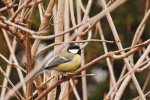 Sýkora koňadra (Parus major). Foto M. Velechovský