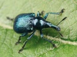 Zobonoska révová (Byctiscus betulae) žije na širokém spektru listnatých dřevin. Foto F. Trnka