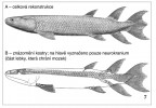 Jedna z nejlépe popsaných fosilií ryb Eusthenopteron foordi z devonu Kanady, byla nalezena i jinde (např. v Grónsku). Délka ca 100 cm. Podle: E. Jarvik (1980)