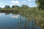 Litorální pásmo našich rybníků s bohatými porosty emerzní vegetace je vhodným biotopem k hnízdění několika druhů potápek. Rybník Maršovec,  Českomoravská vrchovina