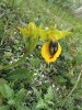 Pouze na jediném místě na hlavním ostrově Malta (u opevnění Victoria Line) lze spatřit tořič žlutý pravý (Ophrys lutea subsp. lutea). Foto J. Čeřovská