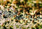 Malohubka plšivková (Baeomyces rufus) se světlým nosičem hnědých  plodniček opravdu připomíná malé  houbičky. Snímky J. Lišky