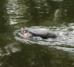 Krtek obecný (Talpa europaea) při aktivním plavání 25. června 2010 na řece Otavě. Foto P. Robovská Havelková