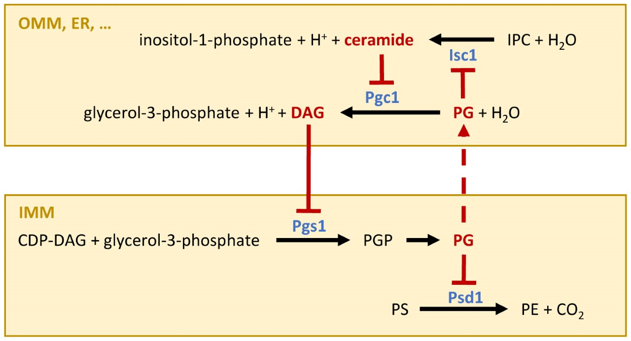 Schéma znázorňující mechanismus vzájemné regulace fosfolipáz Isc1 a Pgc1. Detailní popis naleznete pod obrázkem.