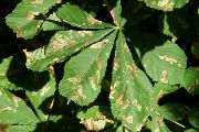 Listy poškozené larvami klíněnky