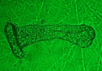 Laboratory of Epithelial Physiology