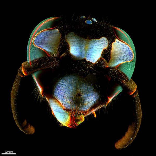 "Hornet" – Jiří Černý, "Věda fotogenická" (Photogenic Science) 2023 | Head of a European hornet captured on a Zeiss Lightsheet Z.1 fluorescence microscope.