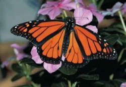 Samec danause stěhovavého (Danaus plexippus), Virginia (USA). Foto G. O. Krizek / © G. O. Krizek