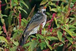 Mladý samec lemčíka královského (Sericulus chrysocephalus) před získáním šatu dospělce. Foto P. Šrámek