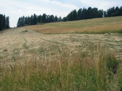 Pásová seč propagovaná botaniky a entomology jako vhodný management mnoha cenných lučních lokalit. Vizovické vrchy (2007). Foto K. Prach