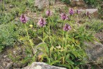 Mozaikovitá stepní a lesostepní  krajina v popředí s kvetoucími kavyly (Stipa) v údolí vedoucím ke středo­věkému kostelu Noravank s výskytem  mnoha planě rostoucích dřevin – hrušní (Pyrus), mandloní (Amygdalus), pistácií Pistacia mutica, chvojníků (Ephedra), jasmínu křovitého (Jasminum fruticans) a dalších.