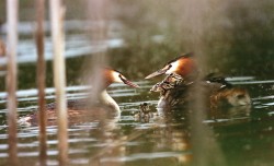 Péče potápky roháče (Podiceps cristatus) o právě  vylíhlá mláďata – rodiče se navzájem střídají. Pro úspěšnou výchovu  je nezbytné udržení termoregulace  spolu s dostatkem potravy. Přestože potápky patří k přizpůsobivým ptákům, ohrožuje je ztráta vhodných biotopů  spojená s metodami intenzivního  hospodaření na rybnících. Foto J. Sychra