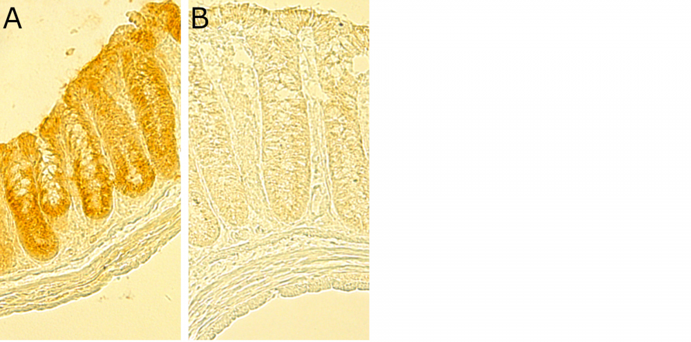 Laboratory of Epithelial Physiology