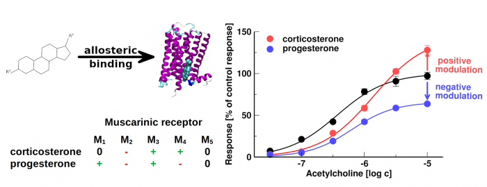 Neurosteroidy a steroidní hormony jsou alosterické modulátory muskarinových receptorů