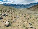 Suché svahy okolo jezera Tso Moriri až do výšek okolo 5 200 m n. m. obsazují chladné stepi. Na obr. hojný druh trávy ječmenice Leymus secalinus. Foto M. Dvorský