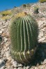 Ferocactus diguetii na ostrově Santa Catalina. Foto L. Kunte