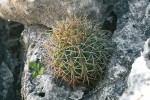 Námi pozorovaná populace  F. diguetii subsp. carmenensis byla  na ostrově zdecimována, ale přesto se nám podařilo nalézt několik rostlin  v juvenilním stadiu vývoje. Foto L. Kunte