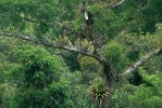 Na úbočí vrchu Tijuca Mirim v národním parku Tijuca lze pozorovat bromeliovitou Quesnelia marmorata s trubicovitými cisternami vytvořenými z listových růžic (na šikmé větvi). Foto J. Šťovíček, z archivu Botanické zahrady Liberec