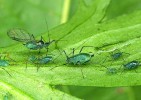 Kyjatka stračková (Delphinio­bium junackianum) – mšice vázaná  na oměje a stračky