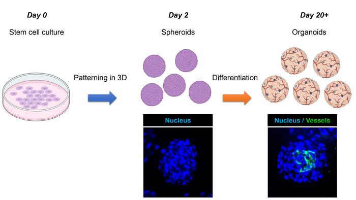 Schematic overview of liver organoid differentiation from stem cells. Created with BioRender.com.