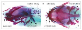 Boční (A) a spodní (B) pohled na lebku juvenilního afrického bahníka, barvenou alizarinem. Mohutná dentice sestává v tomto stadiu jak ze zubních desek, tak jednotlivých zubů, které k ní postupně ze stran přirůstají. Páteř se skládá pouze z osifikovaných obratlových oblouků. Kompletně zachovalou strunu hřbetní barvení nezachycuje. Kraniální žebra  na zadní straně lebky napomáhají  plicnímu dýchání. Foto M. Minařík