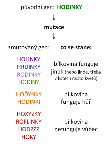 schéma vysvětlující, jak mutace v genu mění funkci příslušné bílkoviny