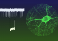 Laboratory of Cellular Neurophysiology